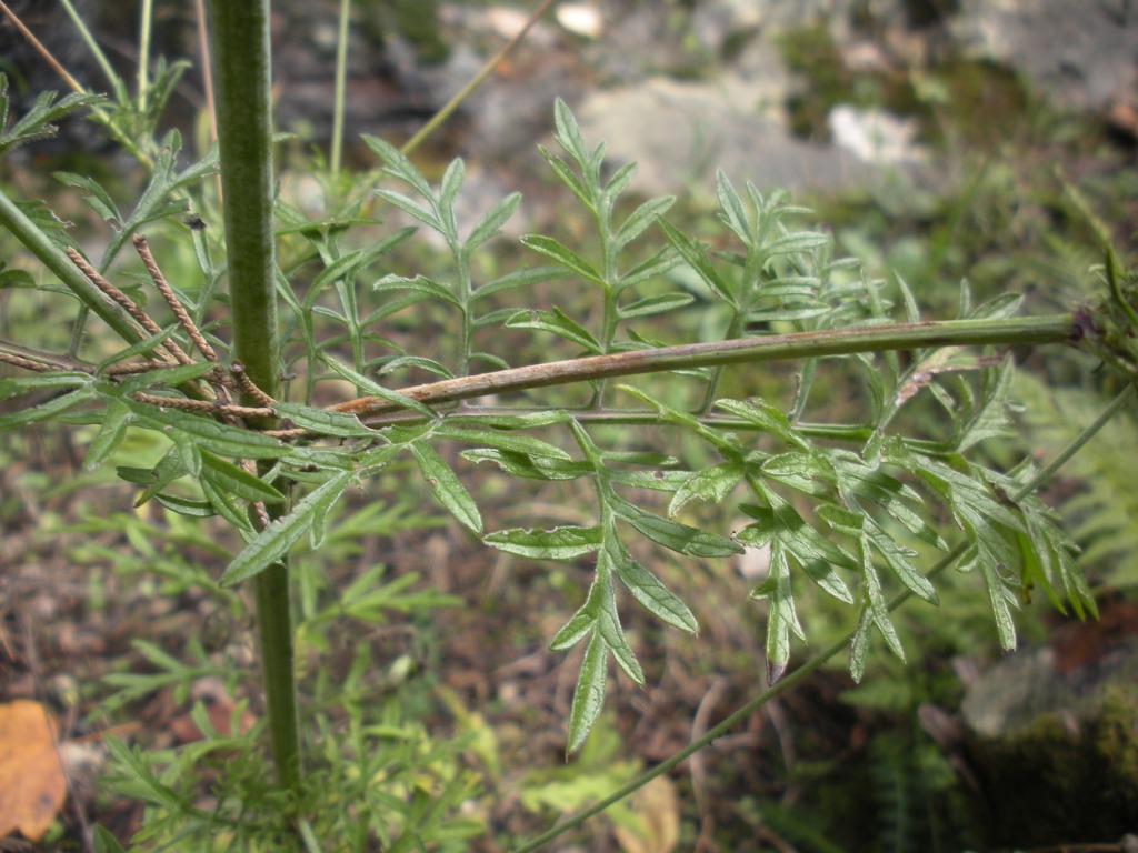 Scabiosa uniseta ?